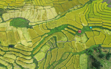 Rice Terraces in Doi inthanon national park in chiang Mai province, Thailandの写真素材