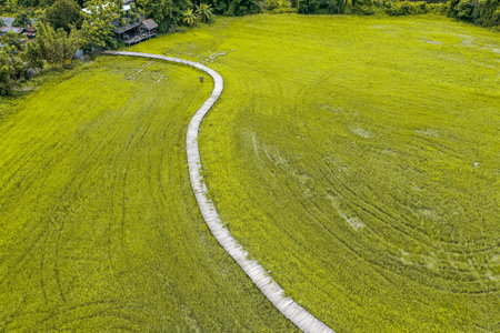 Thung Na Mui Bridge in the rice terraces in Nakhon Nayok, Thailandの写真素材