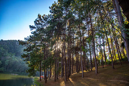 Pang Oung national park, lake and forest of pine trees in Mae Hong Son, Thailandの写真素材