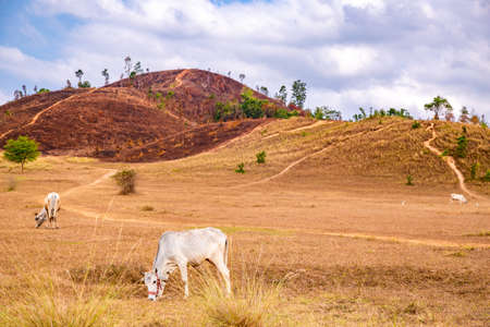 Phu Khao Ya, also called bald hills in Ranong, Thailandの写真素材