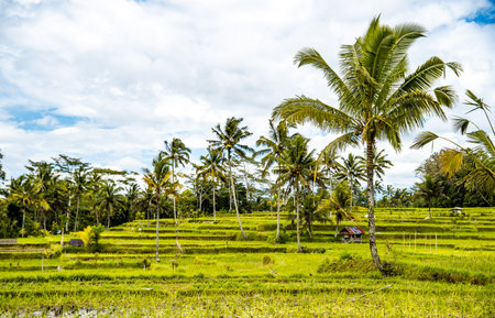 Desa mancingan rice field in Gianyar Regency, Bali, Indonesiaの写真素材