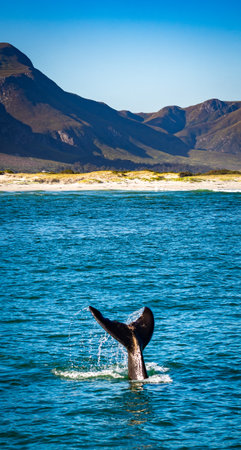 Whales watching from the cruise boat, in Hermanus, Grotto beach, South Africa