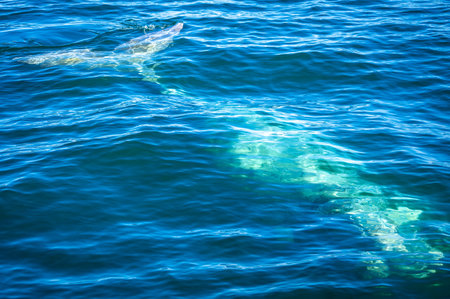 Whales watching from the cruise boat, in Hermanus, Grotto beach, South Africaの写真素材