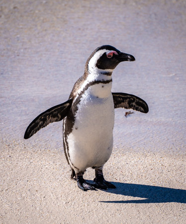 Boulders Beach Penguin colony in Cape Town, South Africaの写真素材