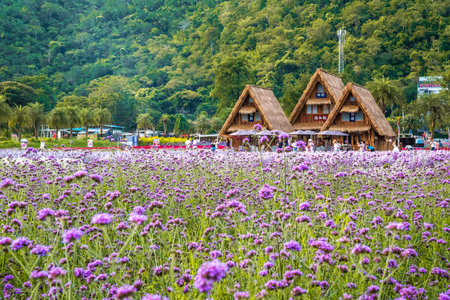 Flower garden, Hokkaido park in Khao Yai, Thailandの写真素材