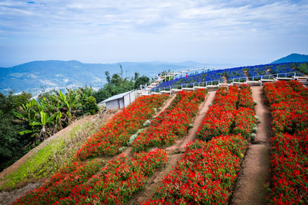 Ying Yong flower garden in Mae Rim, Chiang Mai