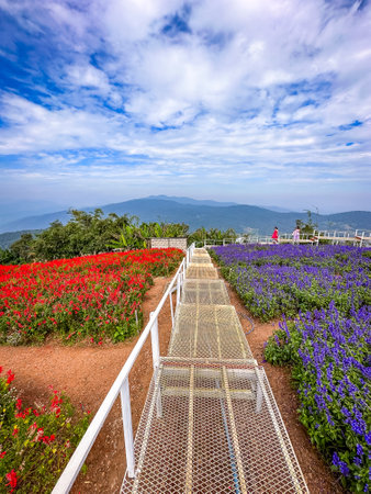 Ying Yong flower garden in Mae Rim, Chiang Maiの写真素材