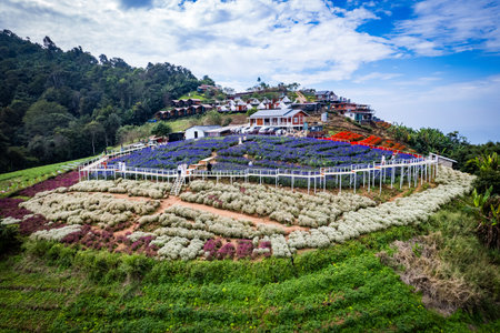 Ying Yong flower garden in Mae Rim, Chiang Maiの写真素材