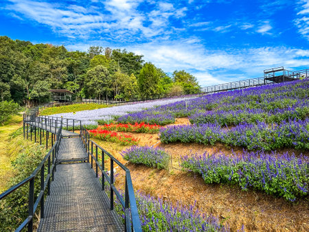 Skywalk Mon Jam flower garden in Mae Rim, Chiang Mai, Thailandの写真素材