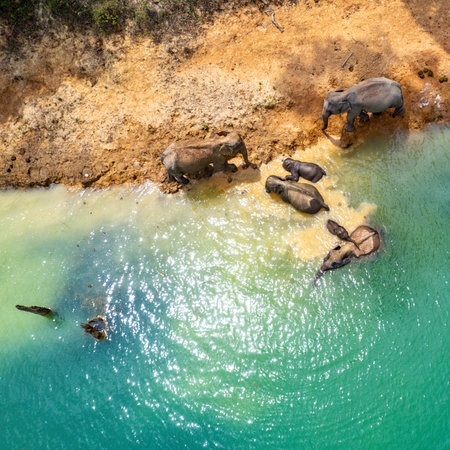 Encounter with a family of wild elephants in Khao Sok national park, on the Cheow lan lake in Surat Thani, Thailandの写真素材