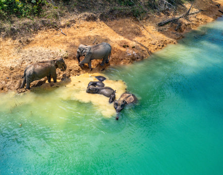 Encounter with a family of wild elephants in Khao Sok national park, on the Cheow lan lake in Surat Thani, Thailandの写真素材
