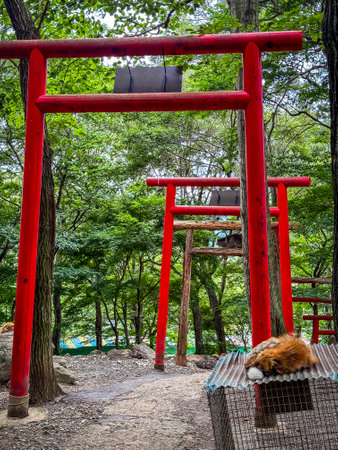 Zao fox village during summer, in Miyagi, Japanの写真素材
