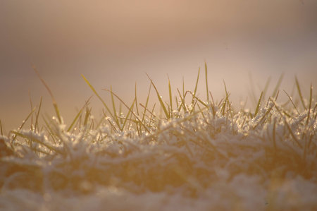 Snow grass in the fog