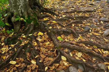 misty beech forest, tree roots among the autumn leavesの写真素材