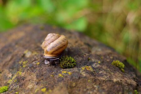 snail crawling on the stone, close-up, concept of speedの写真素材