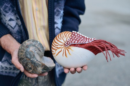 ammonite ancient archaeologist in the hands of the scientist, the concept of the history of the prehistoric eraの写真素材