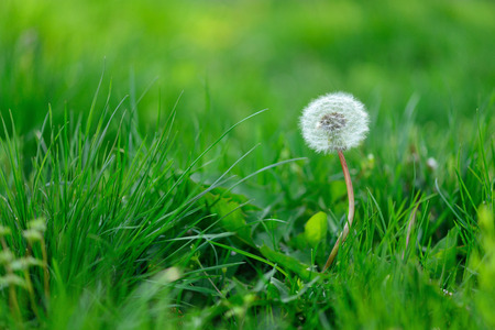 Single dandelion seeds mature with a cap on a green grass meadow. Great background and conceptの写真素材