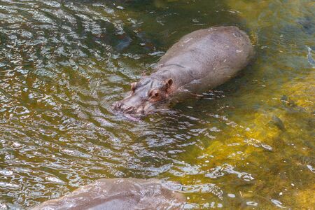 Little hippo in the water, The hippopotamus, or hippo, mostly herbivorous mammal in sub-Saharan...