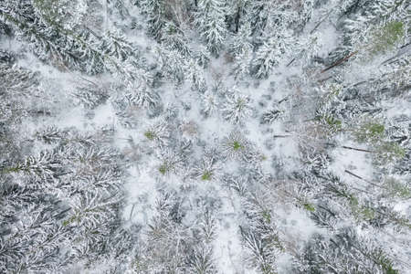 Aerial view at the winter forest. Pine trees as a background. Winter landscape from air. Natural forest background. Forest background from droneの写真素材