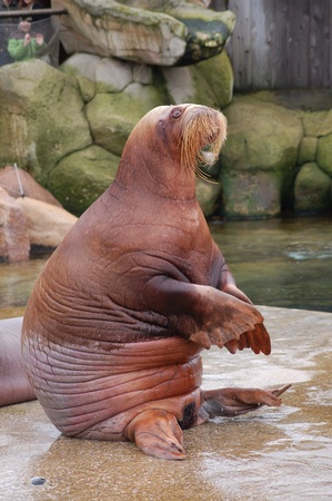 walrusの写真素材