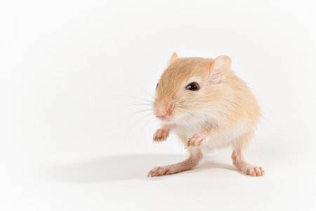 Gerbilの写真素材