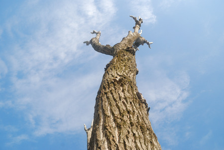 pruningの写真素材