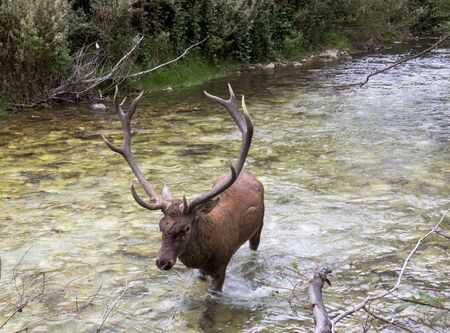 Male deer in a riverの写真素材
