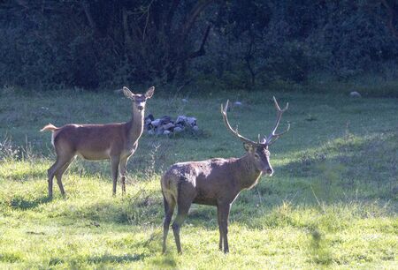 Two deersの写真素材