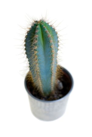 Cactus in metal flower-pot on white background.の写真素材