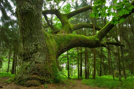 Mighty oak in the wood - Mazury, Poland.の写真素材