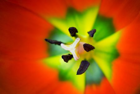 Macro of tulip flower - focus on the top of stamen.の写真素材