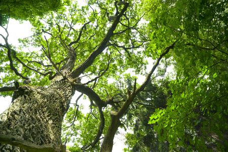 Mighty oak in the forest - Mazury, Poland, aRGB.