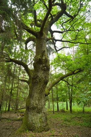 Aged and mossy oak in the forest - Mazury, Poland, aRGB.