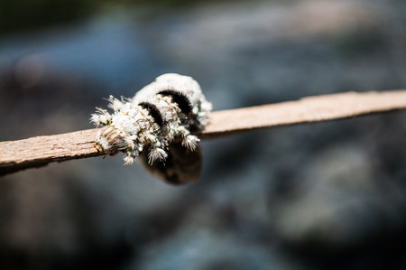 white larvae crawling upの写真素材