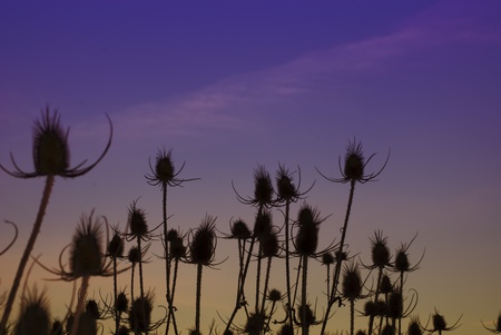 Line of dark dry thistles and deep bicolor  skyの写真素材