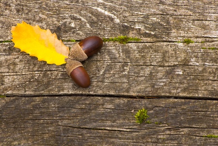 acorns with leaves over wood backgroundの写真素材