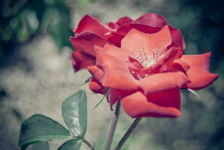 Red flowerの写真素材