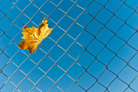 Yellow autumn fall leaf caught in the wire meshの写真素材