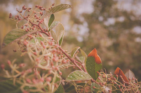 plants in autumn