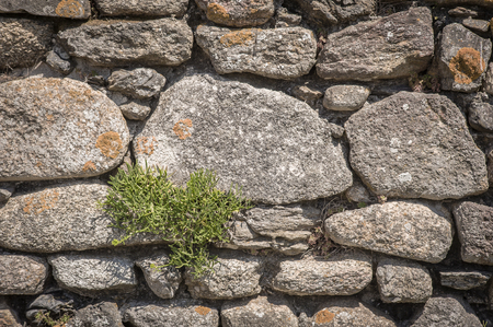 Old stone wall with lichenの写真素材