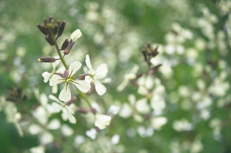 Wild flower unfocusedの写真素材