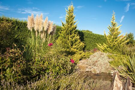 water gardenの写真素材