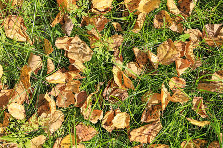 Fallen autumn leaves on the green grass