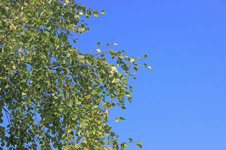 green leaves of the birch on background blue skyの写真素材