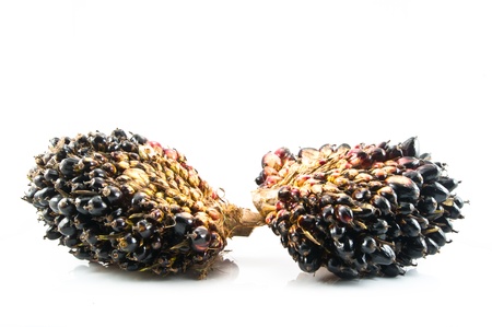 Palm oil fruit isolated on a white backgroundの写真素材