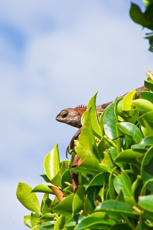 Brown lizard on a treeの写真素材