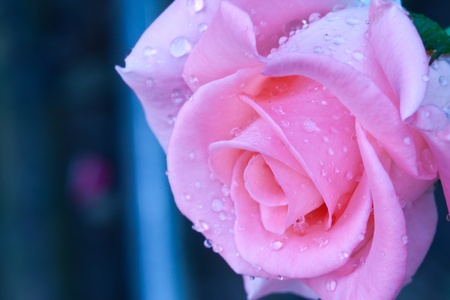 close up Beautiful pink rosesの写真素材