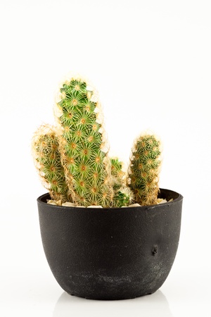 cactus isolated in a pot on white backgroundの写真素材