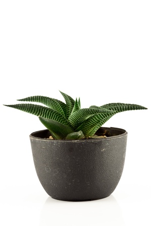 aloe vera in a pot  on white backgroundの写真素材