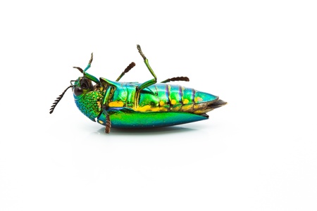 metallic wood boring beetle (Chrysochroa saundersi from thailand on white background
